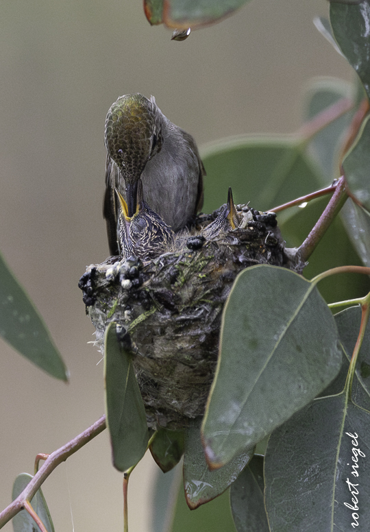 emily renzel wetlands 2026